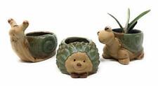 Cute animal succulent for sale  Dallas