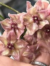Hoya chlorantha var. usato  Massa di Somma