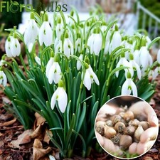 Native single snowdrop for sale  WISBECH