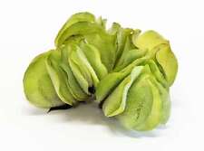 Salvinia natan oxygenating for sale  MARKET RASEN