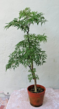 green indoor plant for sale  Miami