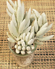 Senecio haworthii whitest for sale  Saratoga