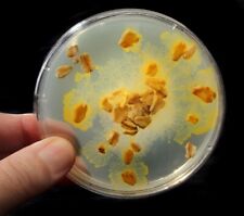 Usado, 2 Stck. Blob gelber Schleimpilz, Physarum Polycephalum comprar usado  Enviando para Brazil