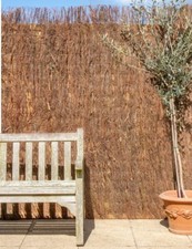 Papillon brushwood heather for sale  UK
