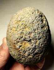 prehistoric fossil rock for sale prehistoric fossil rock for sale Gresham
