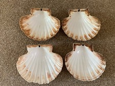 Scallop shells for sale  BRAINTREE
