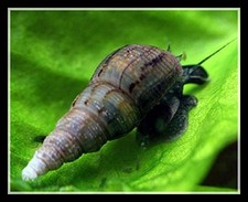 Malayslan trumpet snail for sale  HARROW