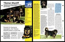 Tibetan mastiff temperament for sale  SLEAFORD