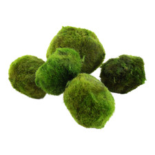 Tropica nano mooskugel gebraucht kaufen  Herzogenaurach