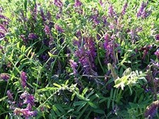 Lb. hairy vetch for sale  Lexington