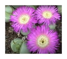 10x argyroderma ringens gebraucht kaufen 10x argyroderma ringens gebraucht kaufen  Pfullingen