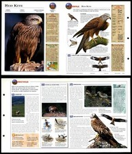 Red kite birds for sale  SLEAFORD