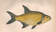 Common bream. abramis for sale  LONDON