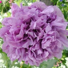 Candy floss poppy for sale  FERRYHILL