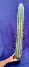 Extra large columnar for sale  PENZANCE