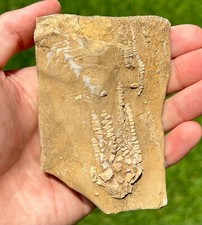 Fossil crinoid archimedes for sale  Coppell