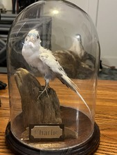 Budgie parakeet taxidermy for sale  Chicago