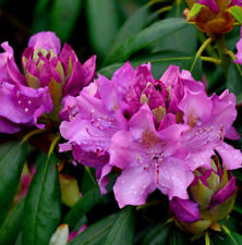 Großblumige rhododendron rose gebraucht kaufen  Bad Zwischenahn