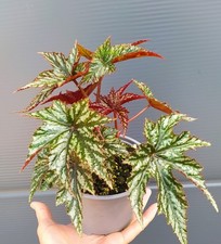 Begonia gryphon gebraucht kaufen  Billigheim-Ingenh., Birkwlr., Eschbach