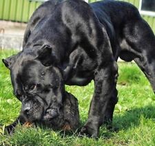 Dogo canario cane usato  Stignano