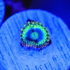 Rainbow rhino zoa for sale  Placentia