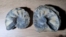 Fosilien ammonit 8x7 gebraucht kaufen  Wangen im Allgäu