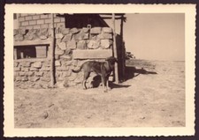 Photo chien poste d'occasion  Bellegarde