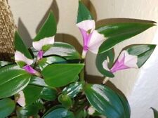 Wow tradescantia blushing gebraucht kaufen  Nürnberg
