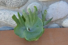 Rare platycerium wandae for sale  Roseburg