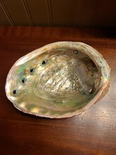 Abalone sea shell for sale  Chewelah