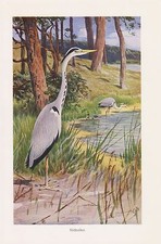 Graureiher ardea cinerea gebraucht kaufen  Lauenburg/ Elbe