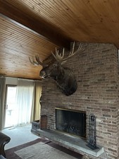 moose wall decor for sale  Pataskala