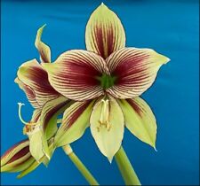 Amaryllis papilio hippeastrum for sale  San Francisco