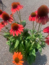 Rooted sunbeckia black for sale  Woodhaven