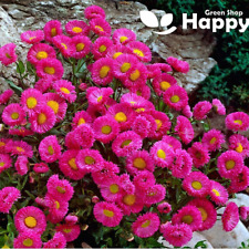 Showy fleabane daisy for sale  DONCASTER