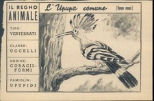 Figurina del regno usato  Italia