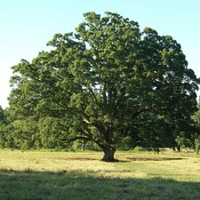 Oak saplings quercus for sale  HADDINGTON