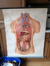 Vintage schulwandkarte rollkar gebraucht kaufen  Wittenberge