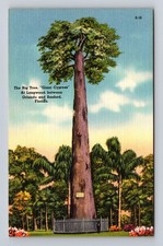 Longwood FL-Florida, est Big Giant Cypress Tree, pocztówka vintage na sprzedaż  Wysyłka do Poland
