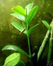 Red mangrove aquarium d'occasion  Expédié en Belgium