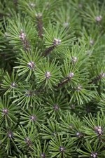 Pinus mugo benjamin gebraucht kaufen  Westerstede