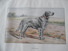 Gravures chien chasse d'occasion  Combs-la-Ville