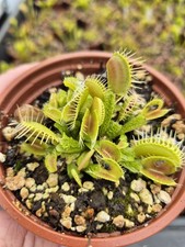 Dionaea venus fly for sale  HELSTON