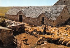 Paysage causses troupeau d'occasion  France