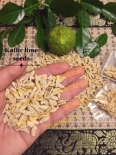 100 kaffir lime for sale  Pembroke