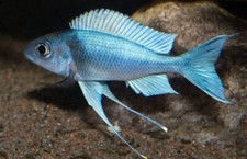 tanganyikan cichlids for sale tanganyikan cichlids for sale Miami