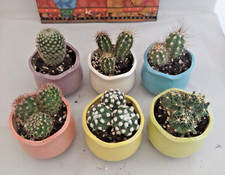 Live cactus ceramic for sale  MILTON KEYNES