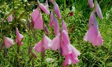 Dierama pulcherrimum blackbird for sale  WALLINGFORD