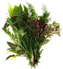 Live aquarium plants for sale  MARKET RASEN