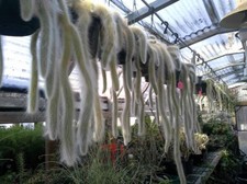 Monkey tail cactus for sale  Orange